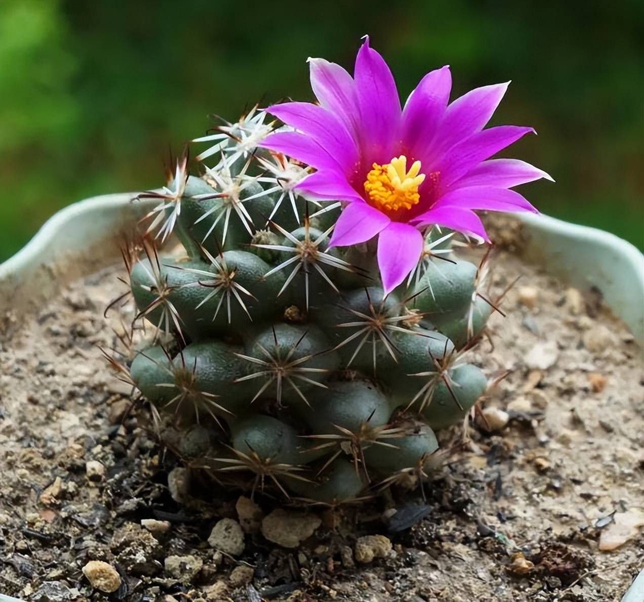 分享一种漂亮的仙人球，号称“开花机器”，花期超长美极了