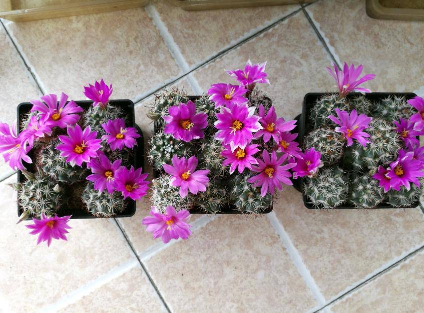 分享一种漂亮的仙人球，号称“开花机器”，花期超长美极了