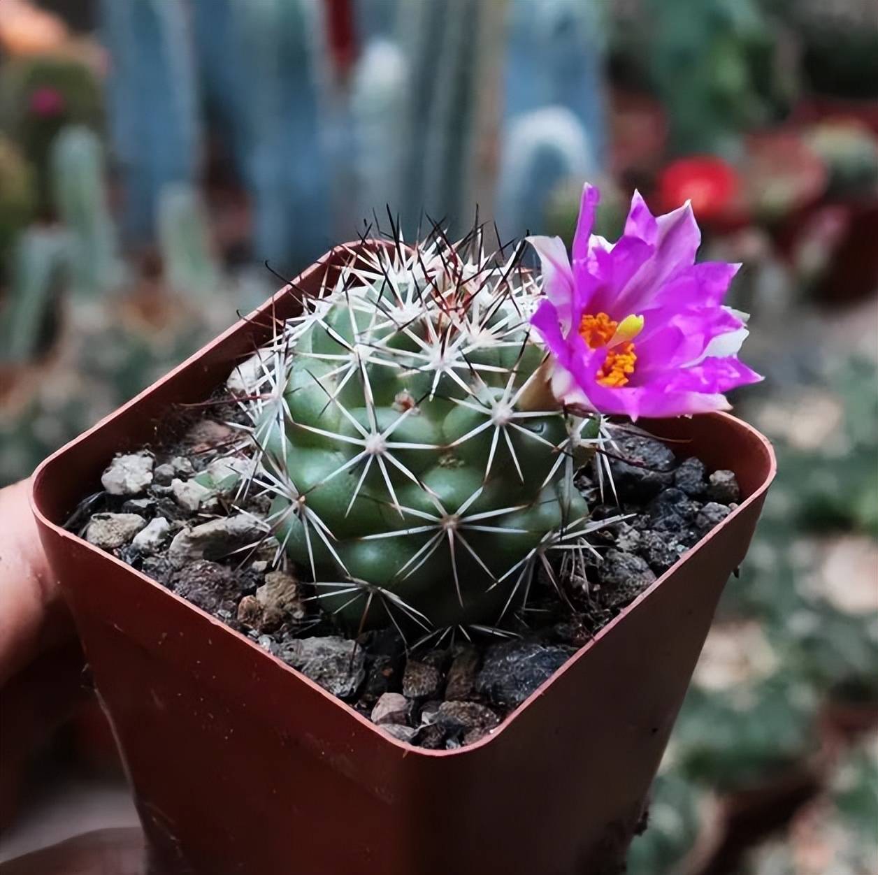 分享一种漂亮的仙人球，号称“开花机器”，花期超长美极了