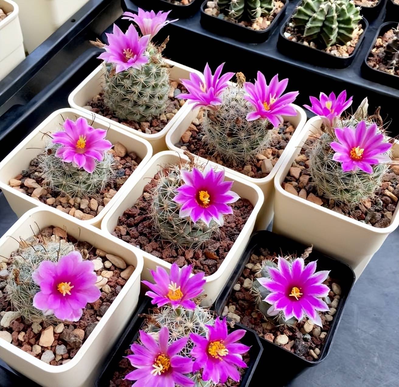 分享一种漂亮的仙人球，号称“开花机器”，花期超长美极了