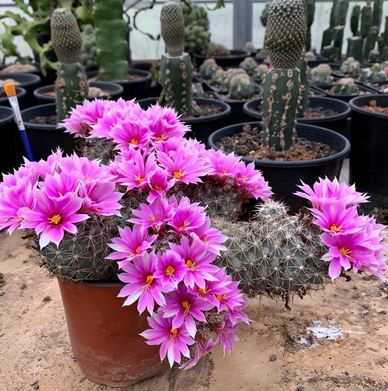 分享一种漂亮的仙人球，号称“开花机器”，花期超长美极了