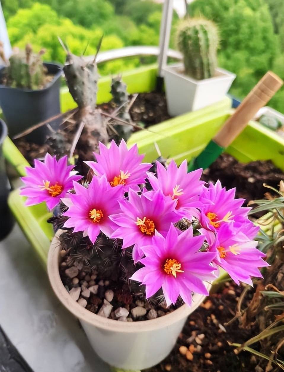 分享一种漂亮的仙人球，号称“开花机器”，花期超长美极了