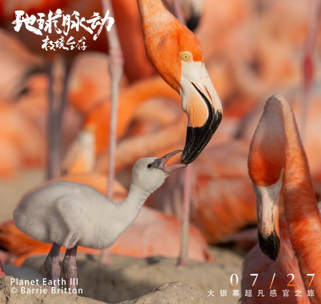 《地球脉动：极境生存》：自然视听盛宴，每一帧都美的奇观