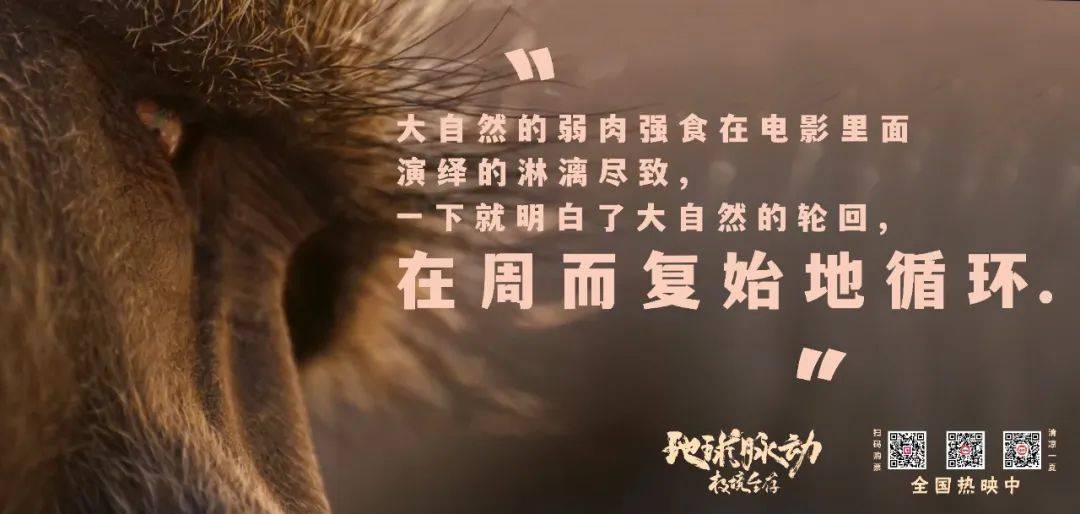 《地球脉动：极境生存》：自然视听盛宴，每一帧都美的奇观