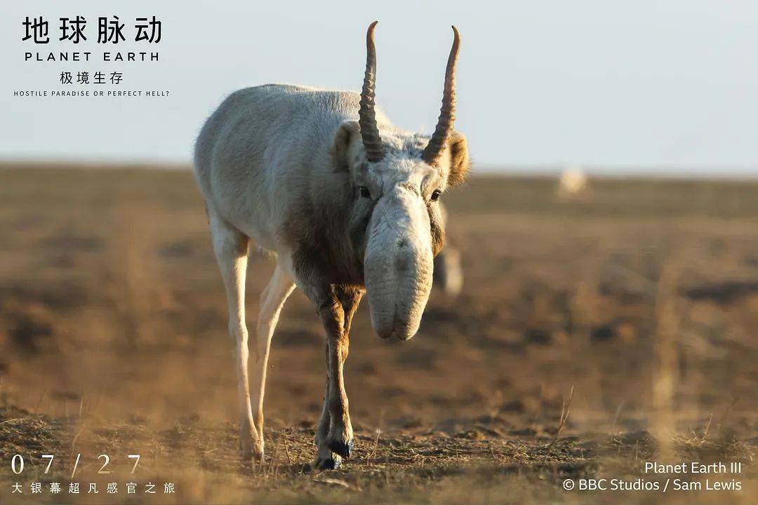 《地球脉动：极境生存》：自然视听盛宴，每一帧都美的奇观