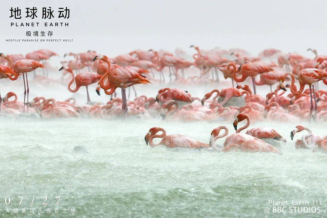 《地球脉动：极境生存》：自然视听盛宴，每一帧都美的奇观