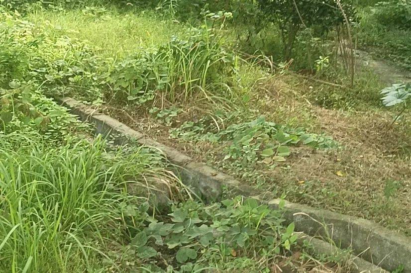 郴州800斤疯牛跑出后顶着屠宰工人一路上山又撞下山，已被击毙