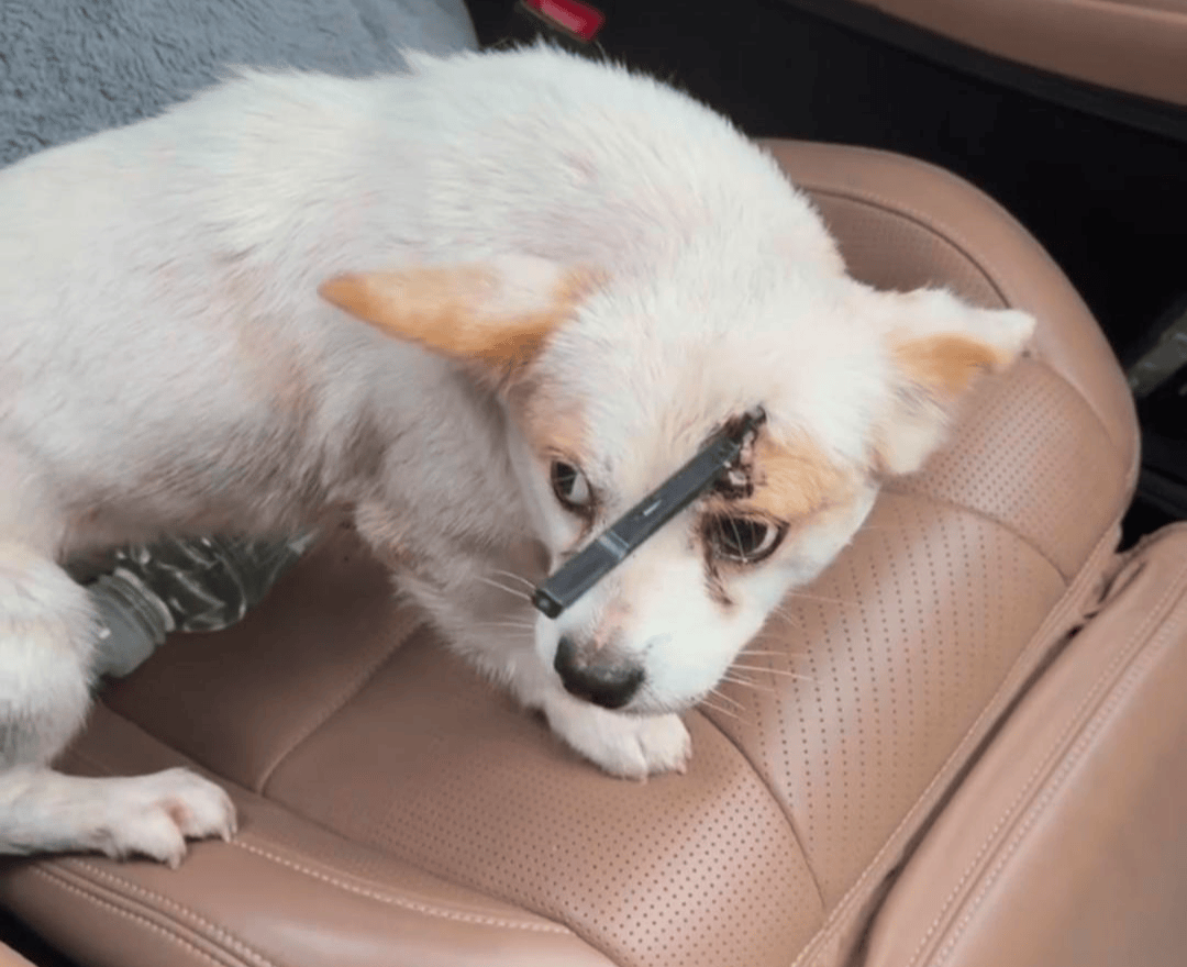 教育局回应“一教师用弓箭射杀小狗”:不实,小狗进学校前就被射伤